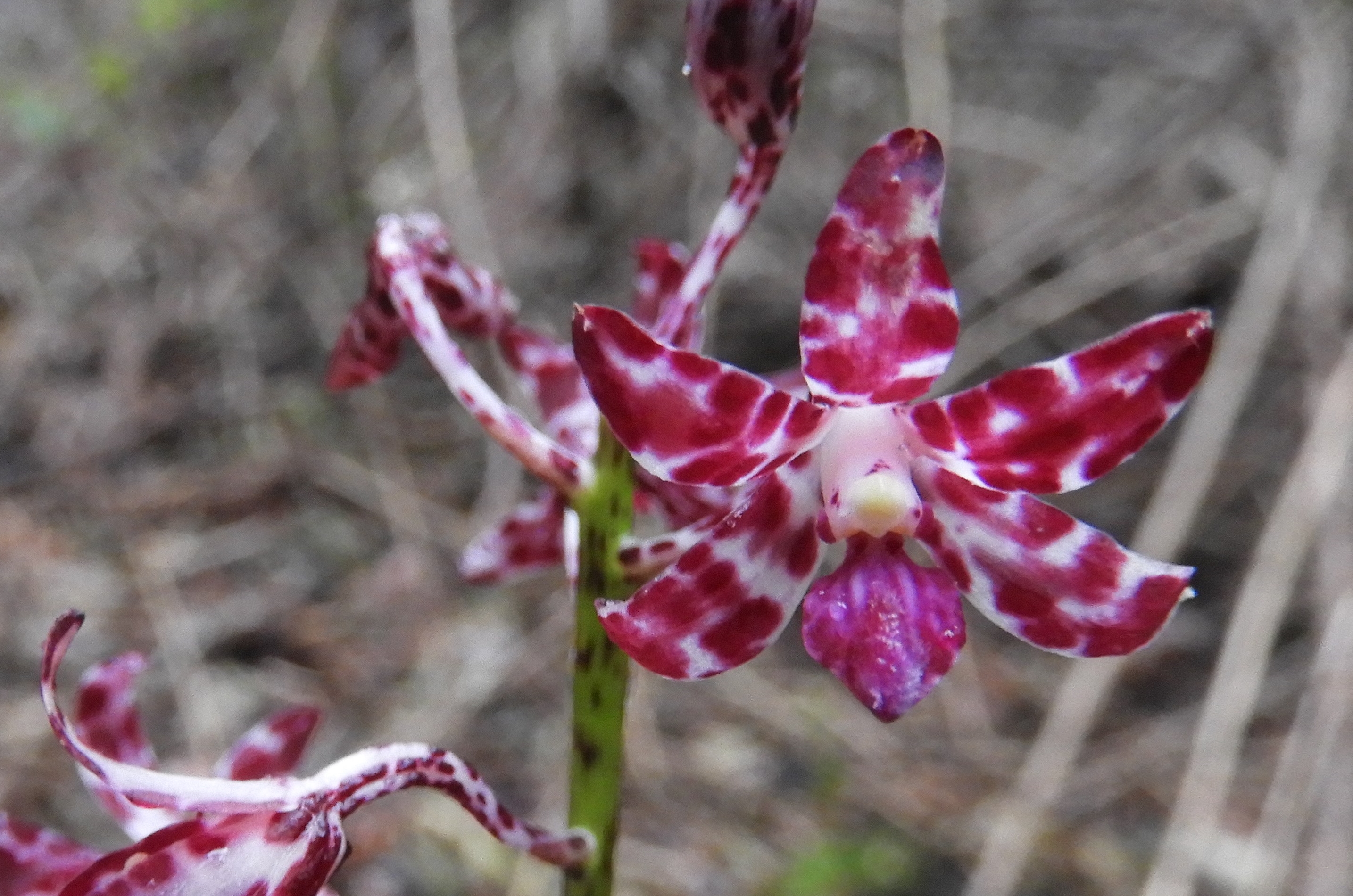 The kurrajong and the orchid